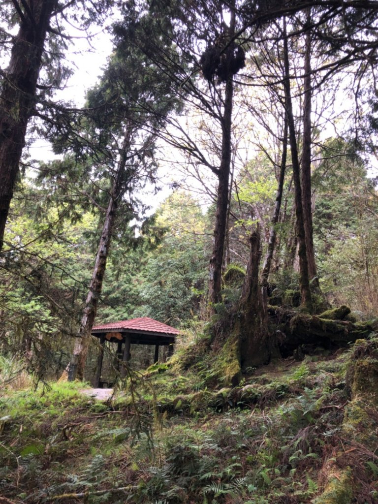 太平山檜木林20200401_899328
