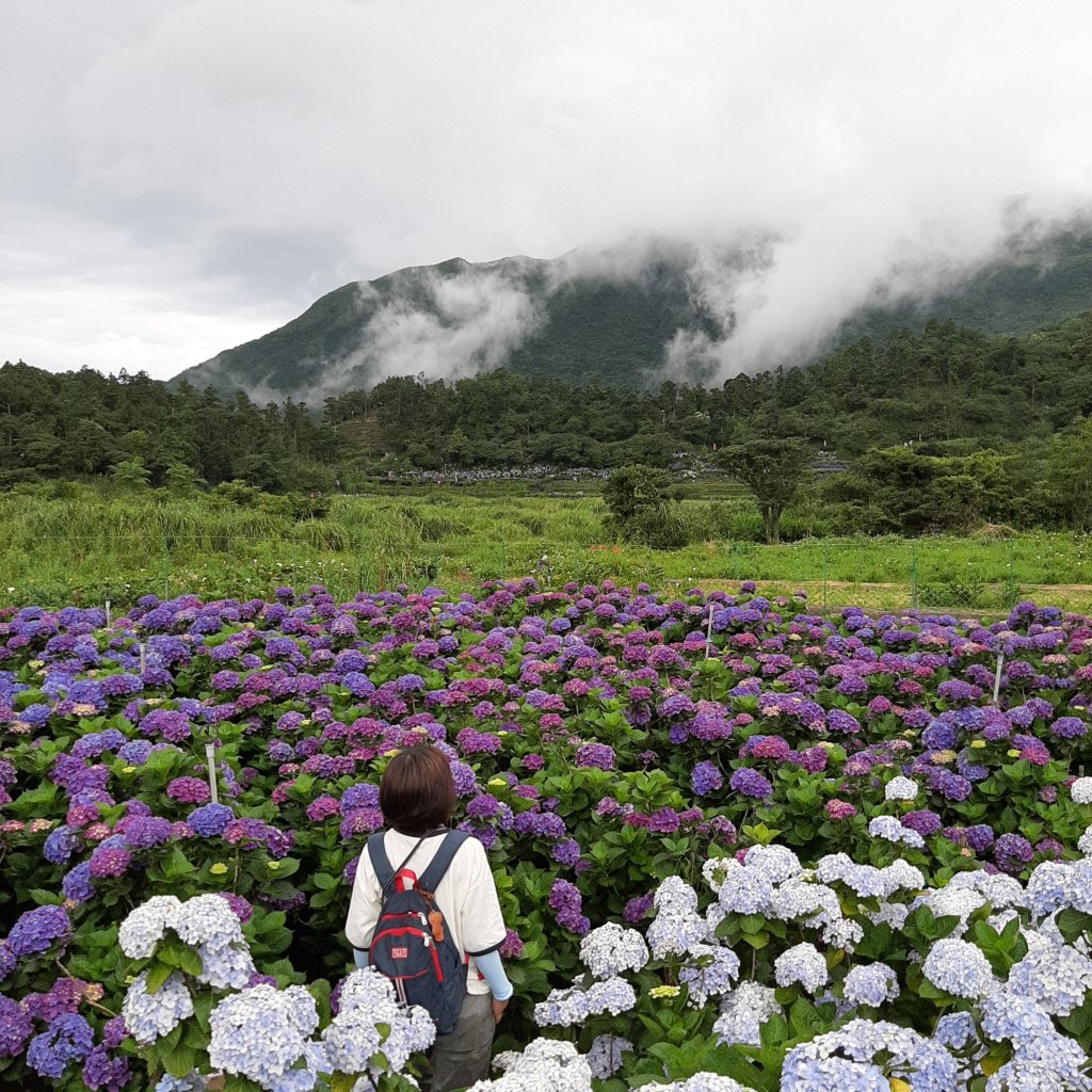 繡球花田繽紛多彩。雲霧飄緲群山間_989370