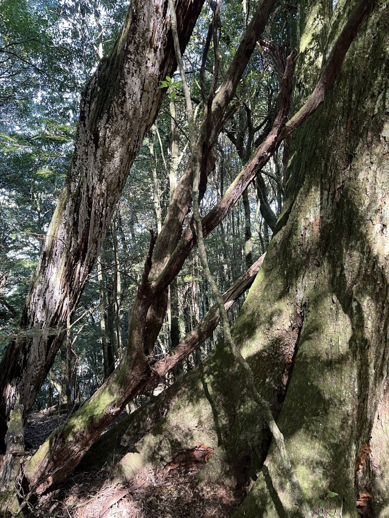 雪見大板根_2959271