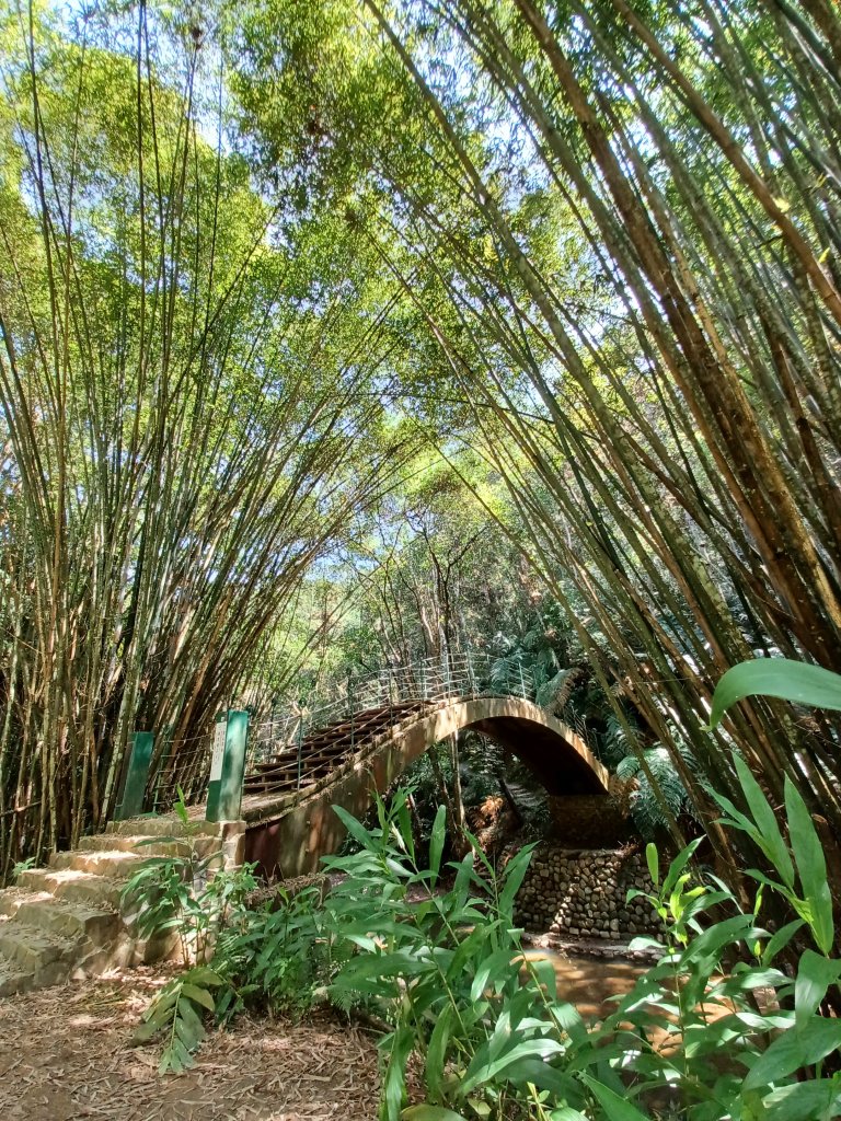 【南投魚池】澀水森林步道_2933049