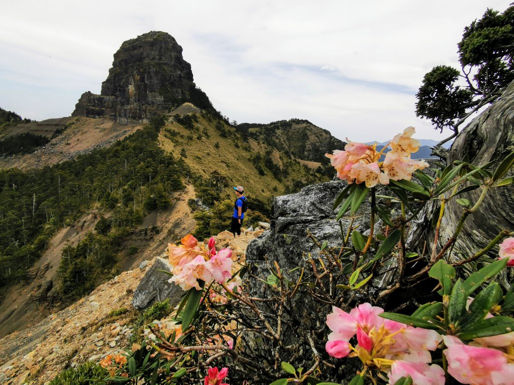 一日大霸群峰之高山杜鵑看好看滿 ( 大霸尖山、小霸尖山、伊澤山、加利山 )- 2021/5/2封面圖