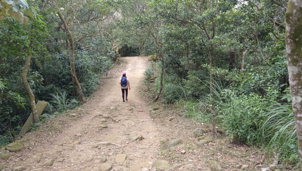 (姨婆趴趴走)第二十五集:新竹飛鳳山步道群環狀縱走_2313745