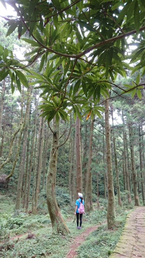 風櫃口登山口→頂山→柳杉林→石梯嶺_409383