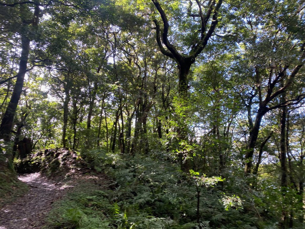 1110131東滿步道_2652324