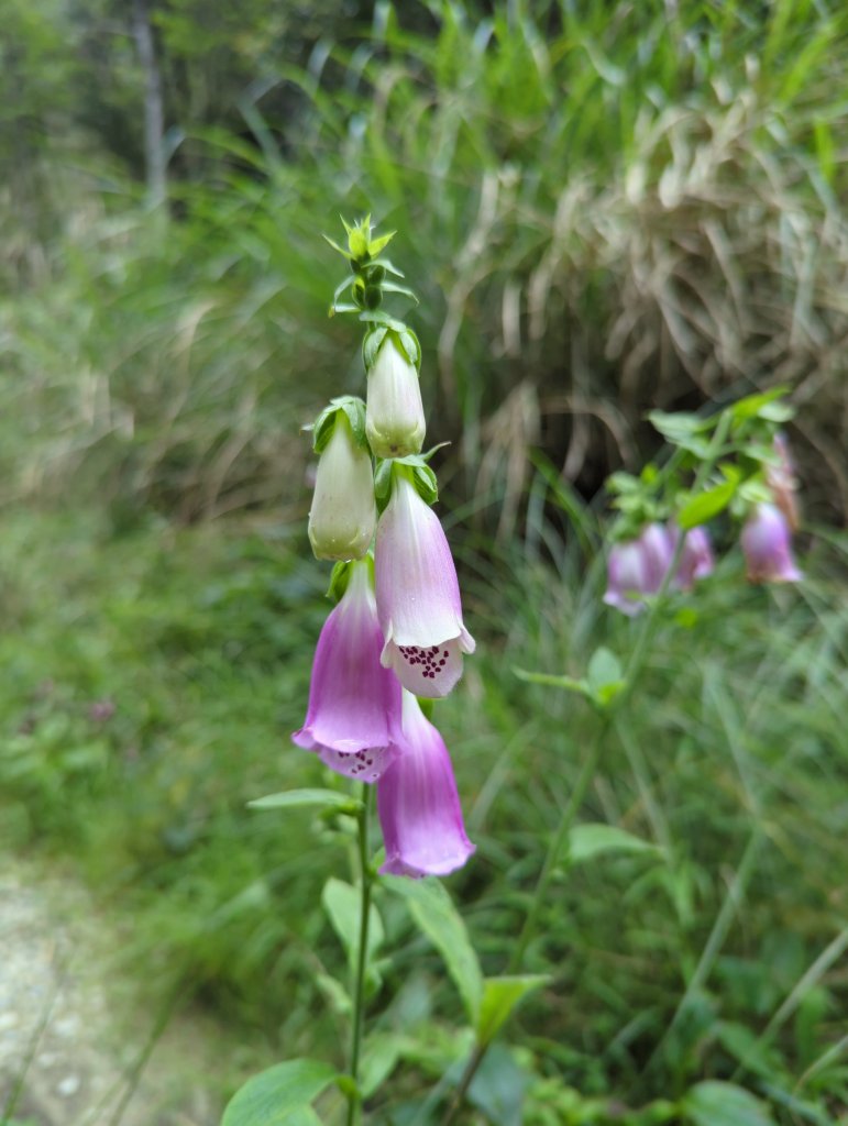 20424.06.22－翠峰湖步道_2532306