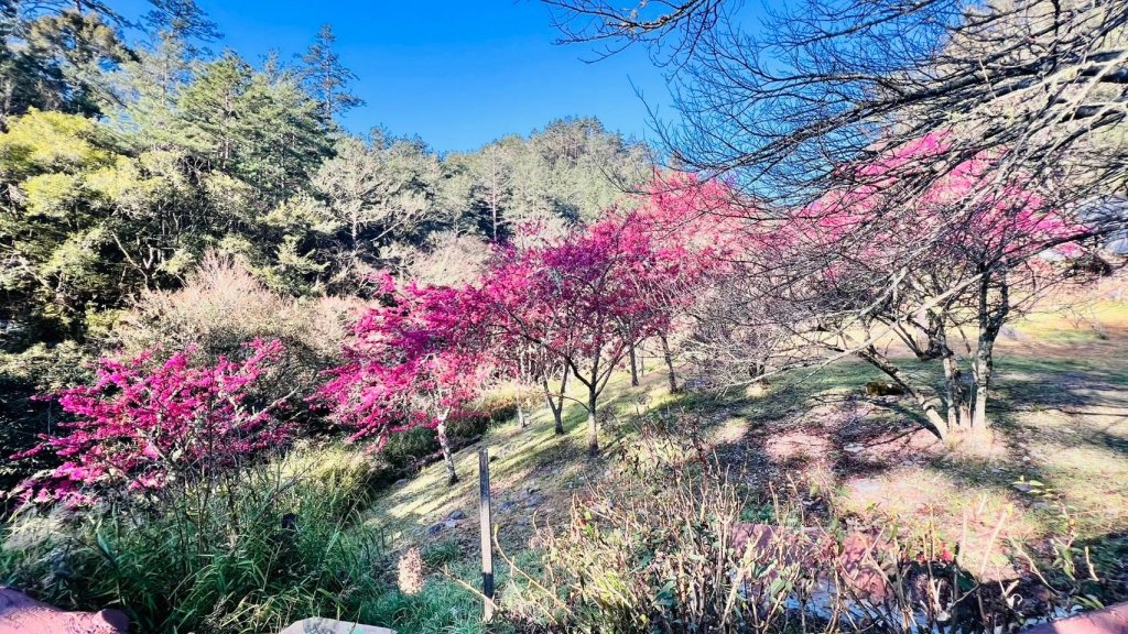 🌈2/16(日)-17(一)福壽山+武陵農場賞櫻🌈🌸FB：熊熊趴爬走 歡迎加入封面圖