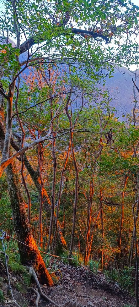 111.12.18 虎山-加里山-虎山（虎加虎縱走）_1959089