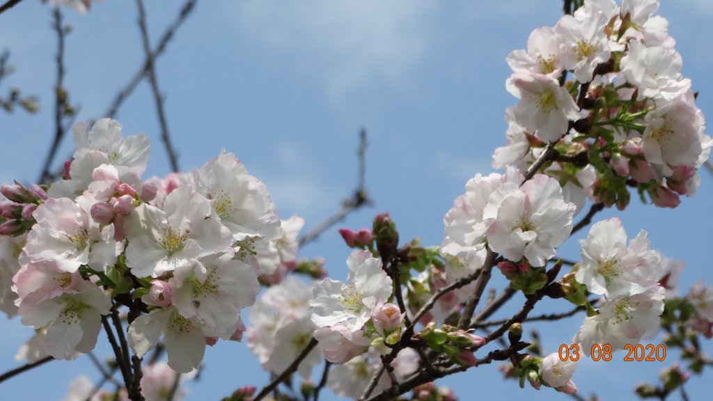 追花是簡單的快樂，賞花是恬淡的幸福。_871222