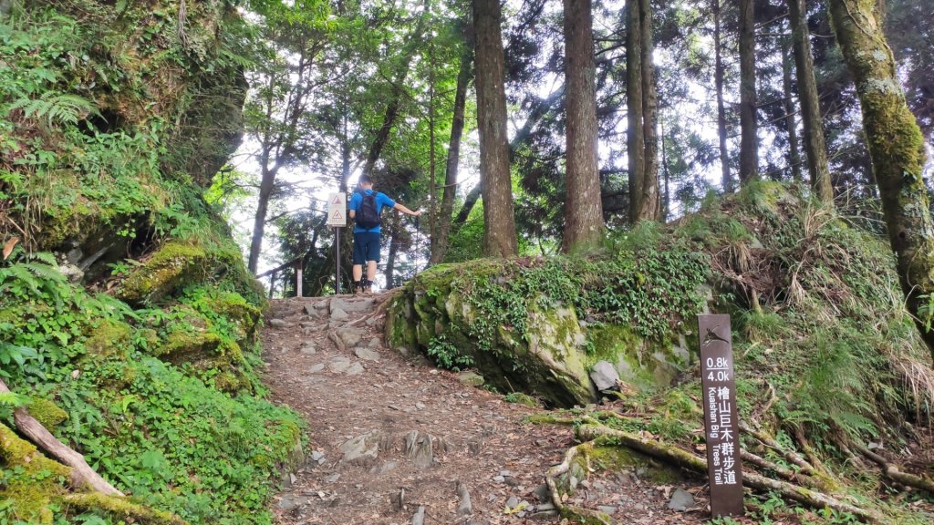 檜山巨木森林步道_1779509