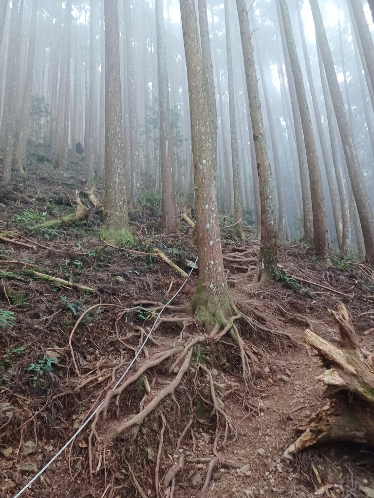 【新竹五峰】迷霧山林。 民都有山登山步道(面托油山)x民都有山北峰_2991894