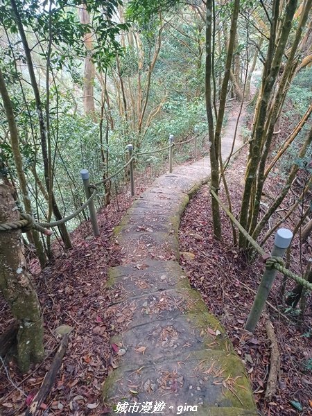 【苗栗銅鑼】健行賞花兩相宜。 銅鑼雙峰山x2023杭菊花季_2355254