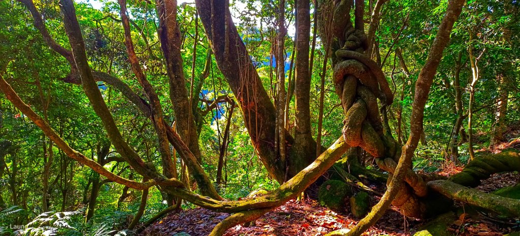 111.12.18 虎山-加里山-虎山（虎加虎縱走）_1958991