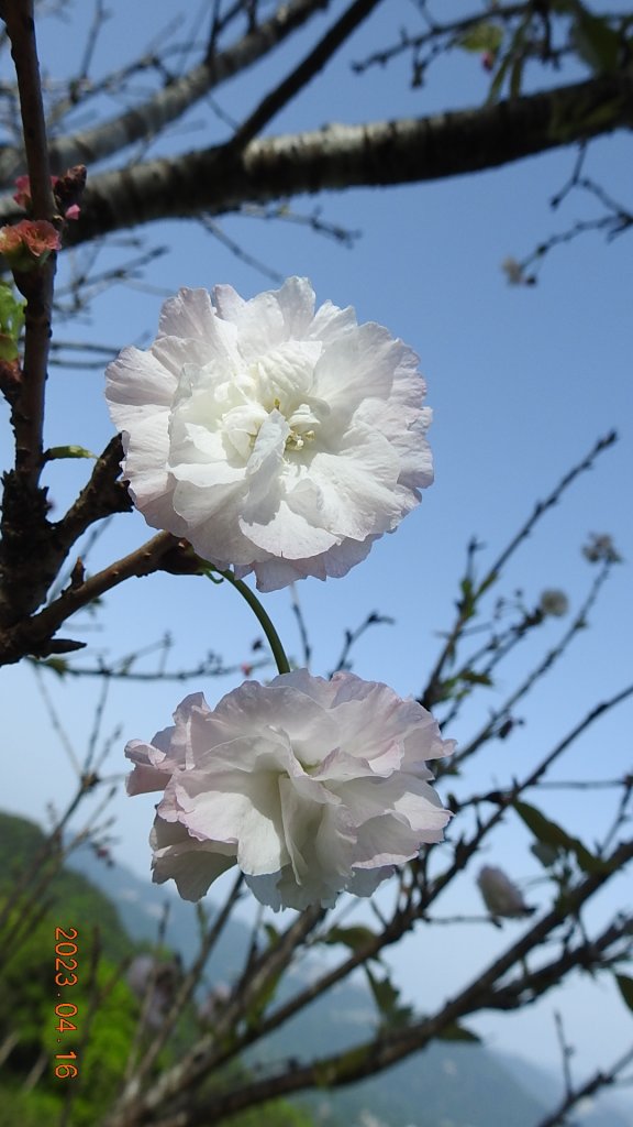 翡翠水庫壩頂(新店四十份)再見日出雲海+賞 #松月櫻 &桐花_2115018