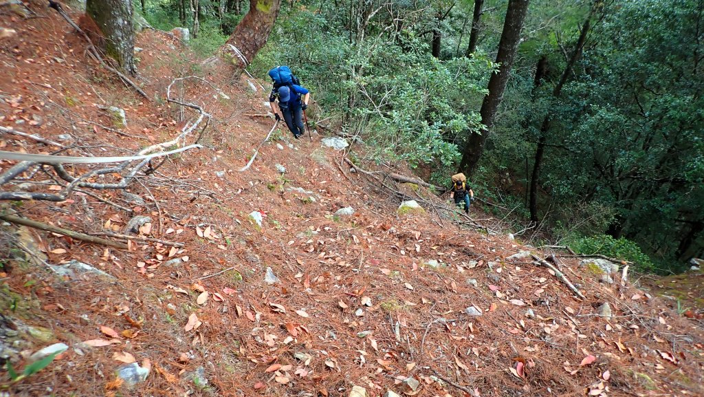 台灣最高如神般存在的大安溪倚天劍巨木探訪_2747948