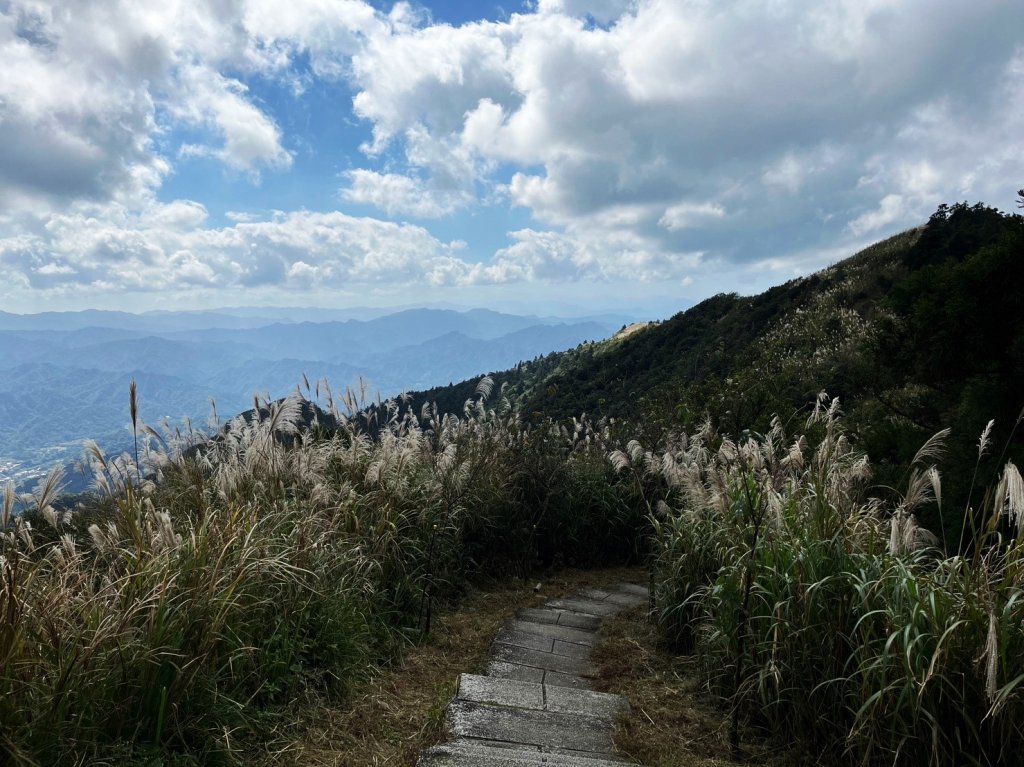 愛在秋芒紛飛時...五分山_2353631