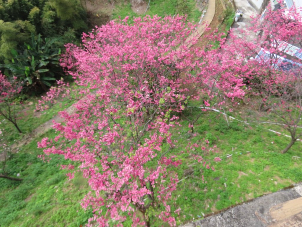 ［六窟櫻花+中正紀念堂櫻花］（2024/2/20）_2437627