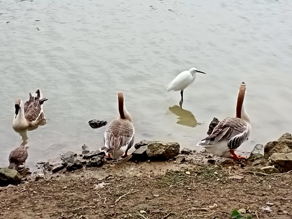 大湖公園 (防災公園)【走路趣尋寶】_1899894