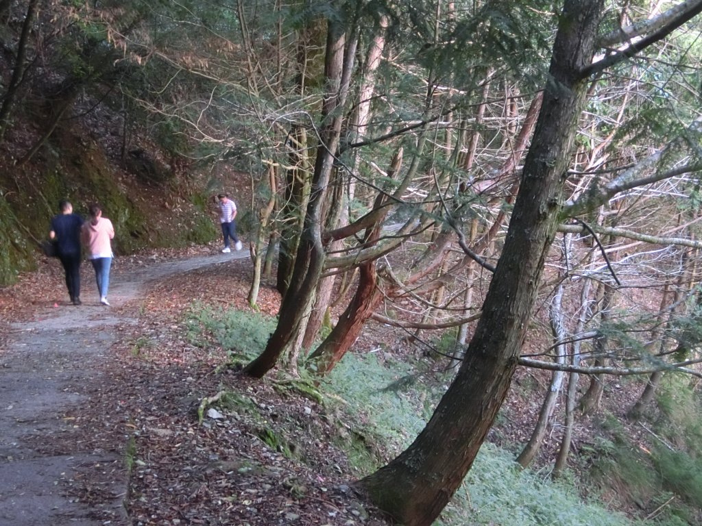 桃山瀑布步道．武陵_415392