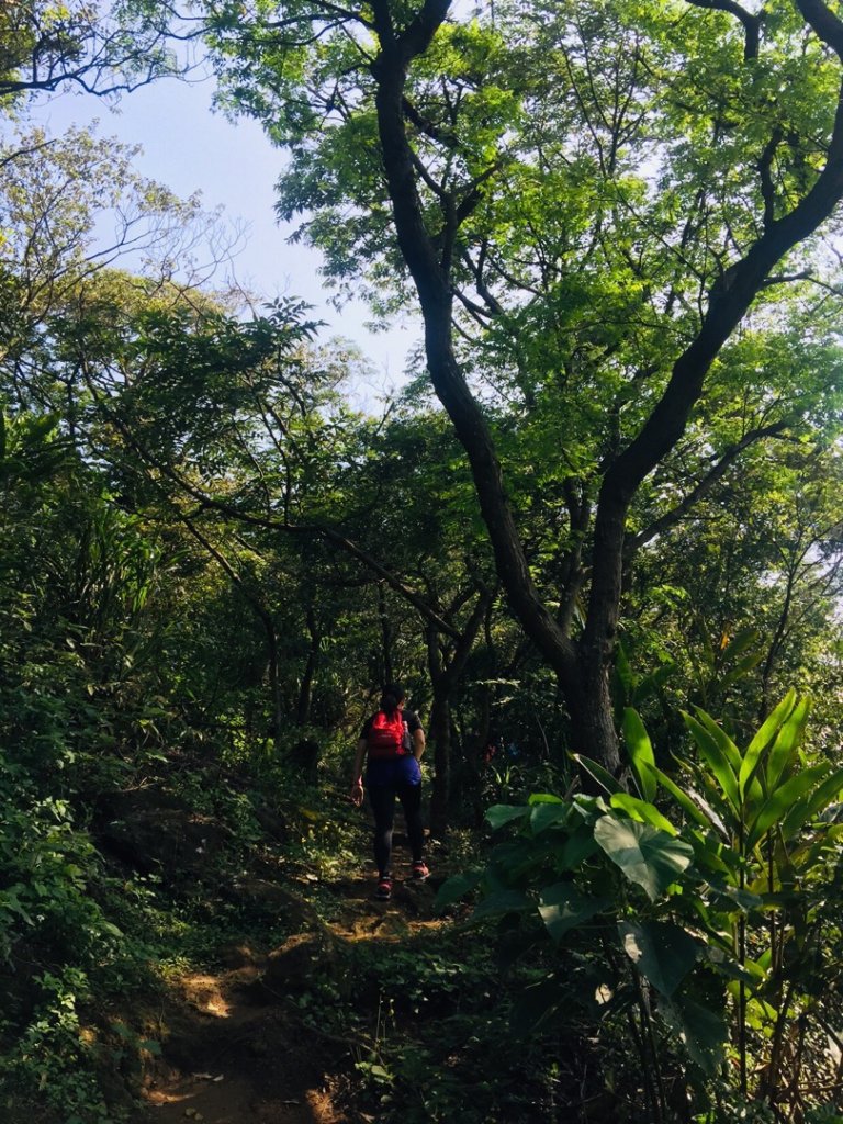 鶯歌（鶯歌石）_562980