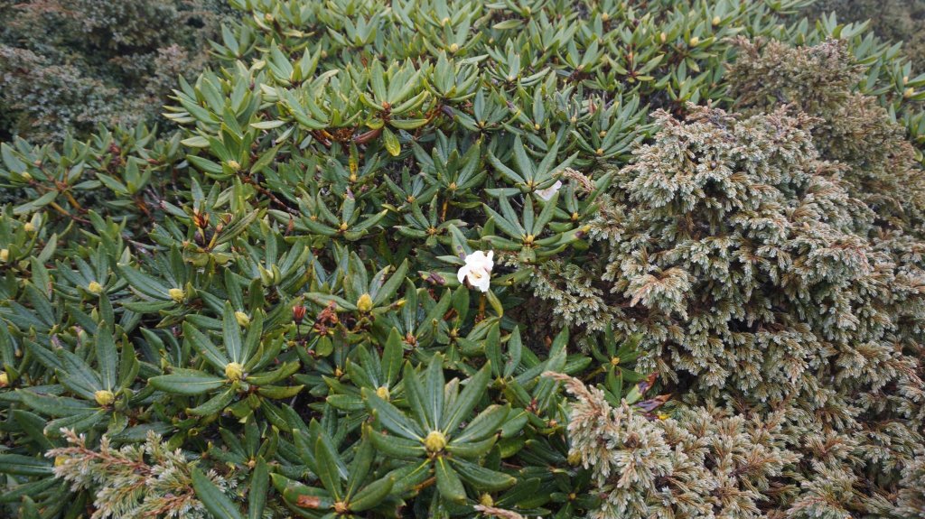 志佳陽雪山之毅_466087