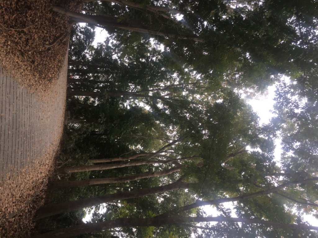 蘭潭後山步道_2041834