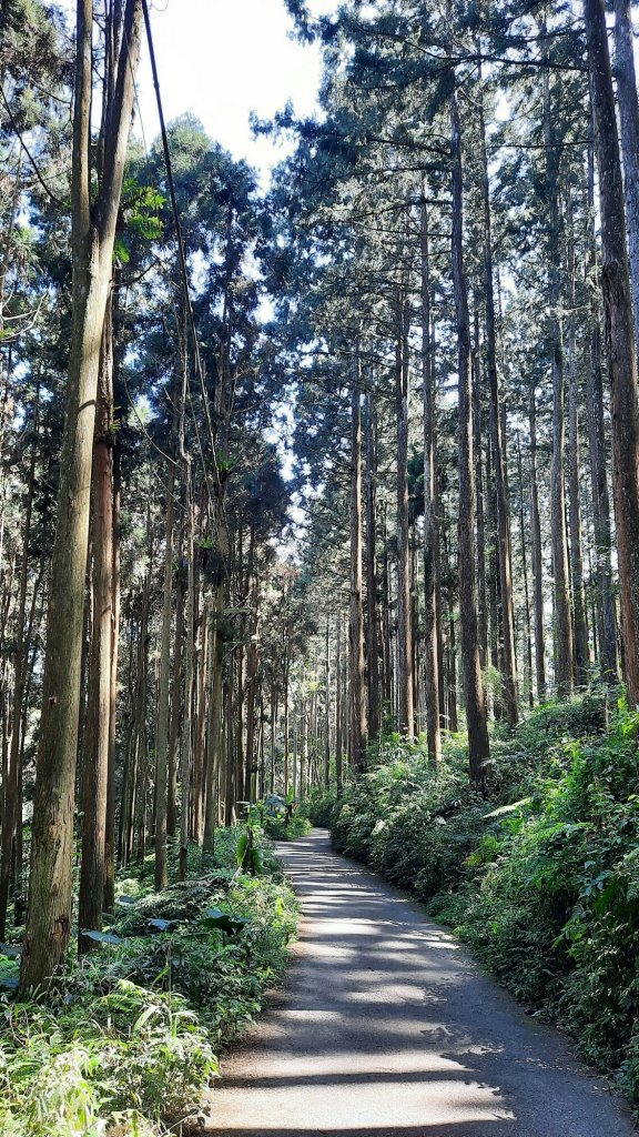 《南投》竹林台灣杉｜溪頭山竹崙山志騰山O繞20230218_2035897