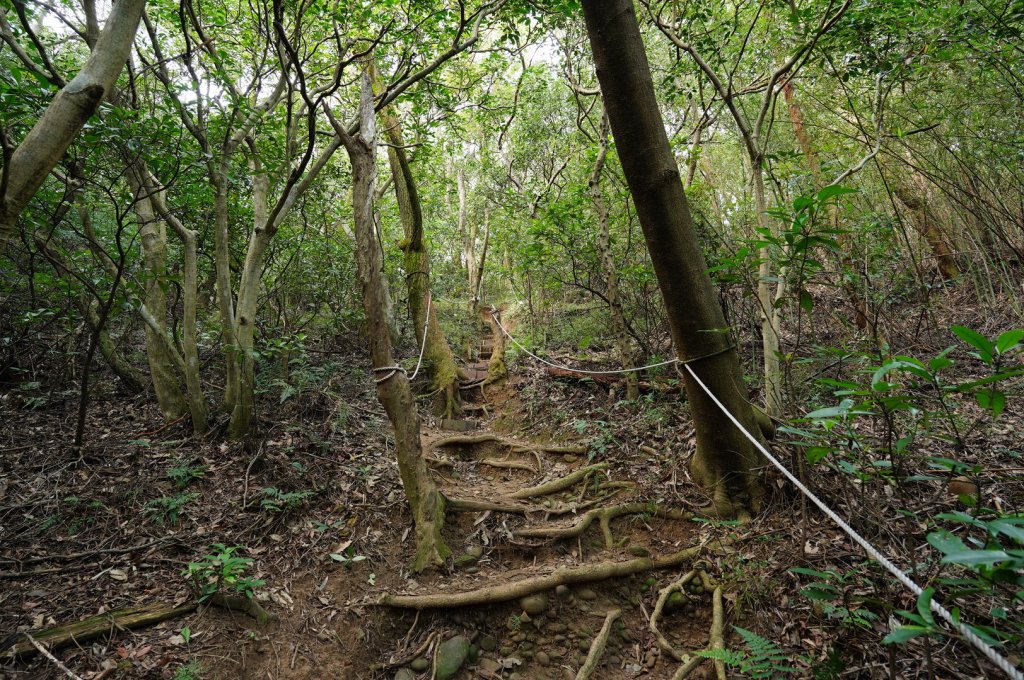 桃園 蘆竹 南崁山、五酒桶山_2396309