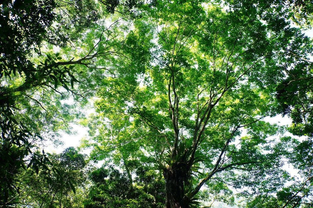新北 烏來 波露南山_3035998