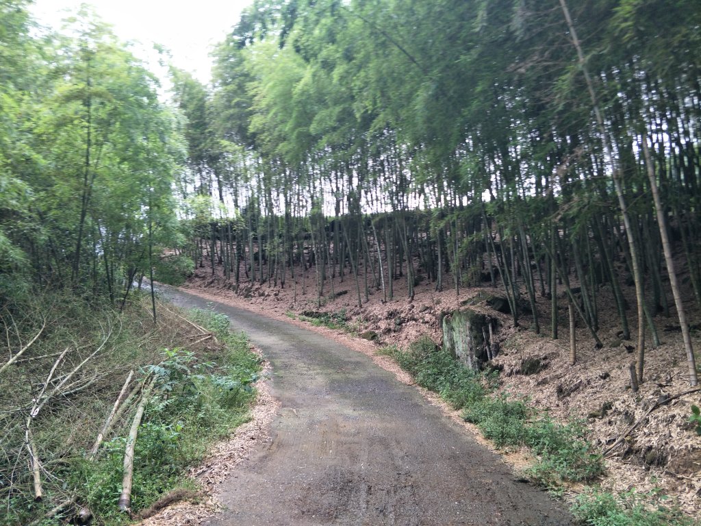 嘉義百大步道：桃荀古道與大尖山_1414700