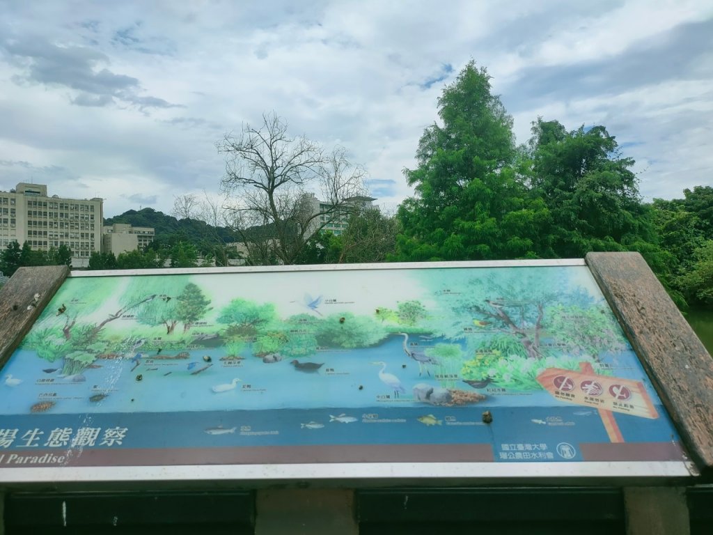 ［健康大穀東，台北趴趴走］（17~18）：台大椰林大道，台大舟山路（2023/7/29）_2239841