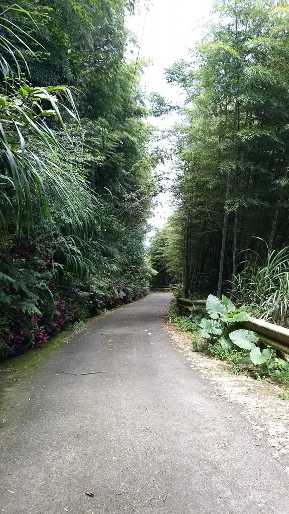 220820-後棟仔山（挑筍古道）_2160786