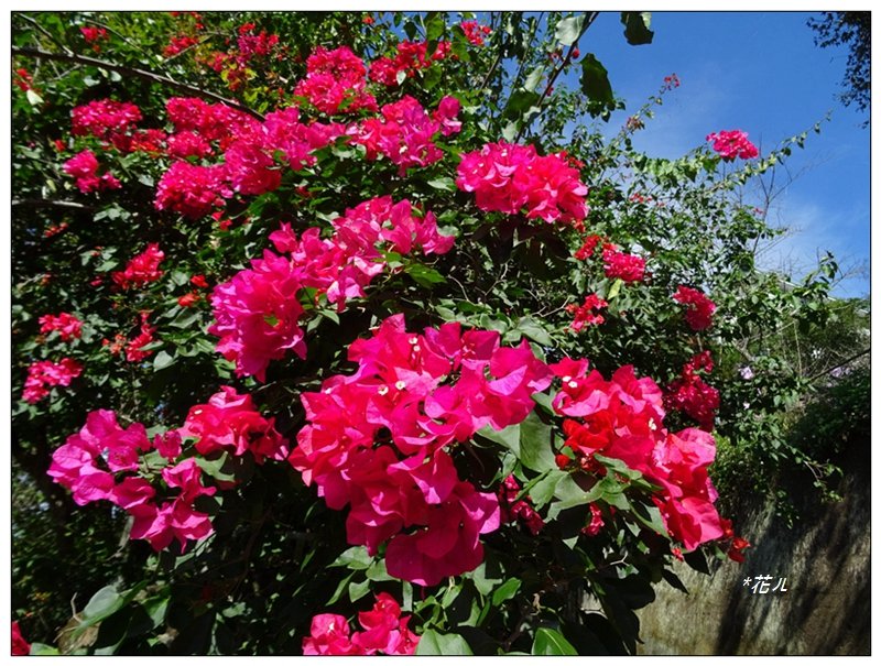 馬那邦山(小百岳)/上湖登山口_2427090