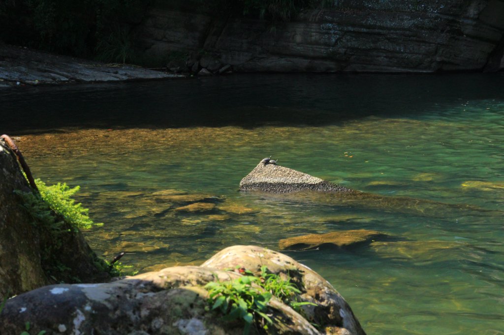 健行筆記望古嶺腳淨山活 20181028_445326