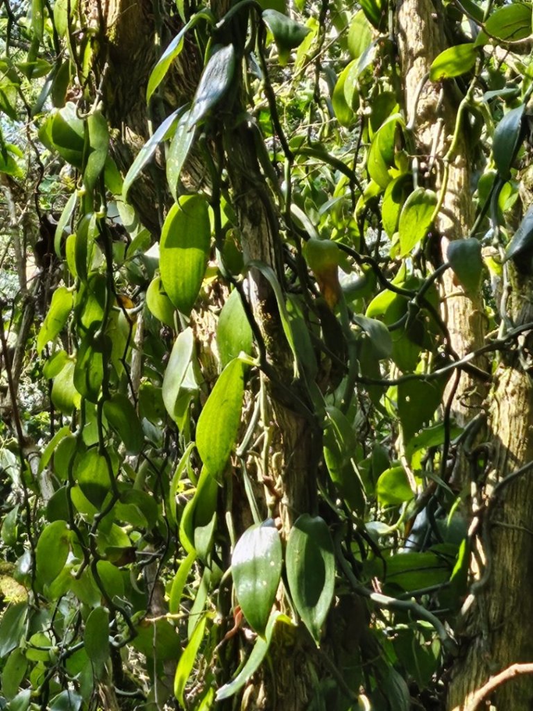 20240321久保山 大武藏山_2458366