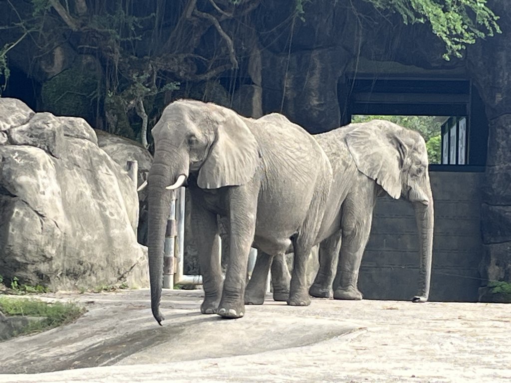 [臺北健康大穀東-06/34] 2023_0909_臺北市立動物園封面圖