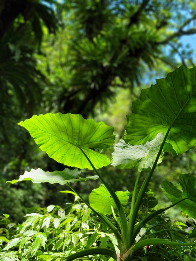 鹿角坑楓林瀑布-20240728_2601327