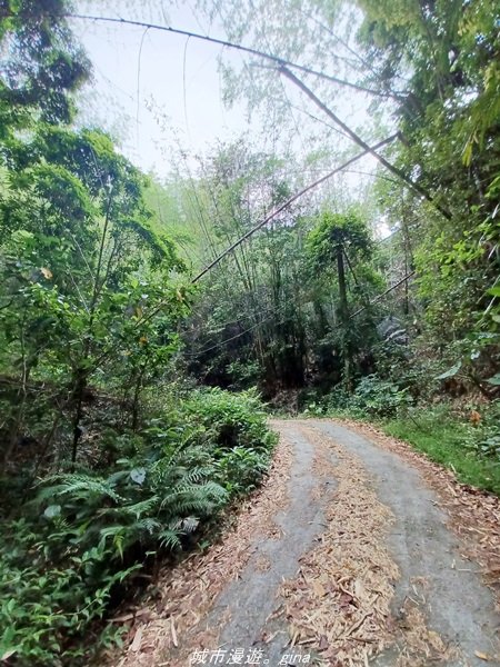 【高雄甲仙】沒有朵朵白雲。 小百岳集起來。 編號69小百岳-白雲山步道_1713212