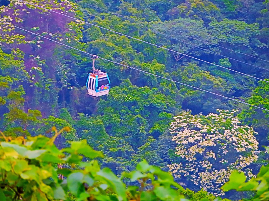 穀雨時節 走指南宮朝聖步道 遇見油桐花 也遇見自己封面圖