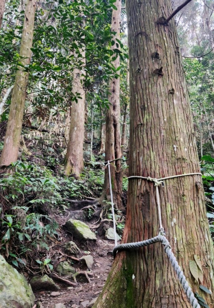 【中級山】水雲三星，鳥嘴山（上島山）_2743356