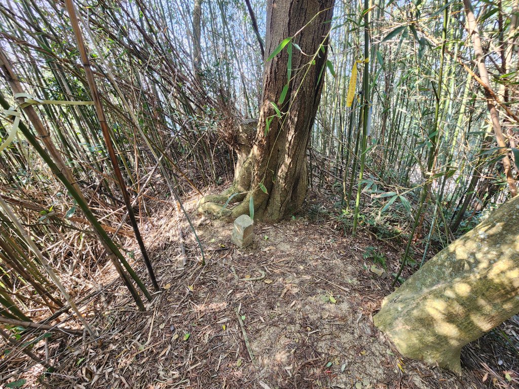 2026022面桶寮山小分林山大分林山_3013040