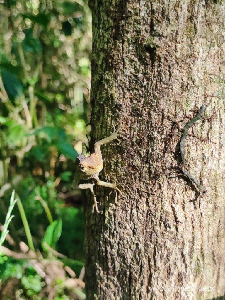 七星山二進封面圖