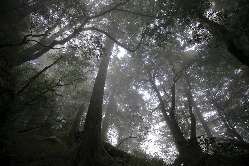 2018.11.24 中橫小辣羊頭山_465114