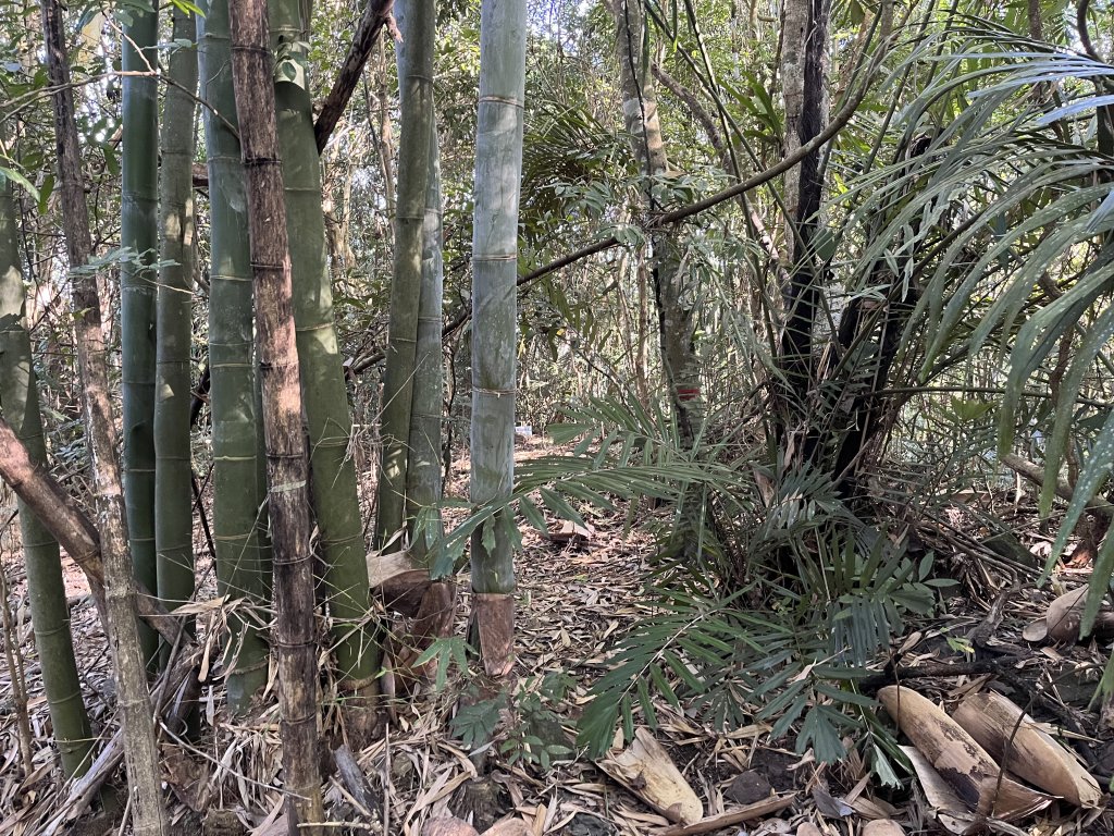 2023_1119 茅山南峰_2353816