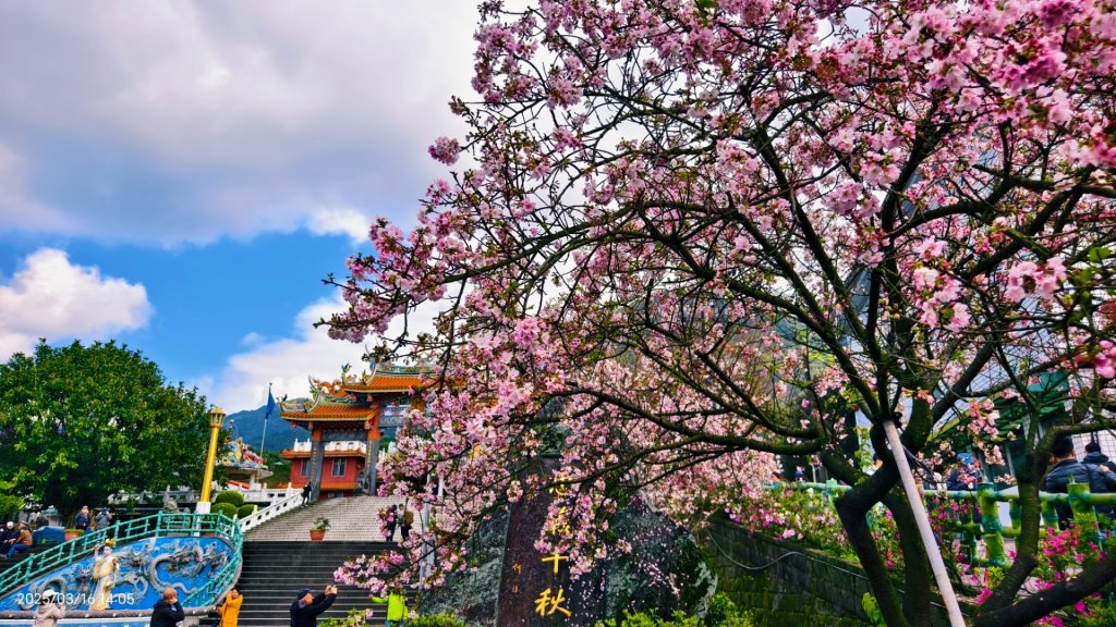 #綠繡眼 訪花 #吉野櫻 #天元宮 #楓樹湖 0316_2736683