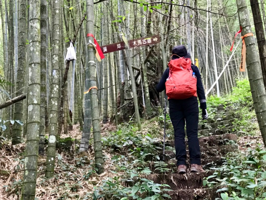 翠竹茶香 銀杏樟空崙_415890