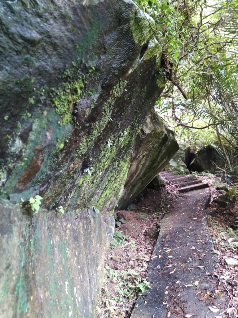 雲林古坑~盤踞岩壁的青蛙石。草嶺青蛙石_1025868