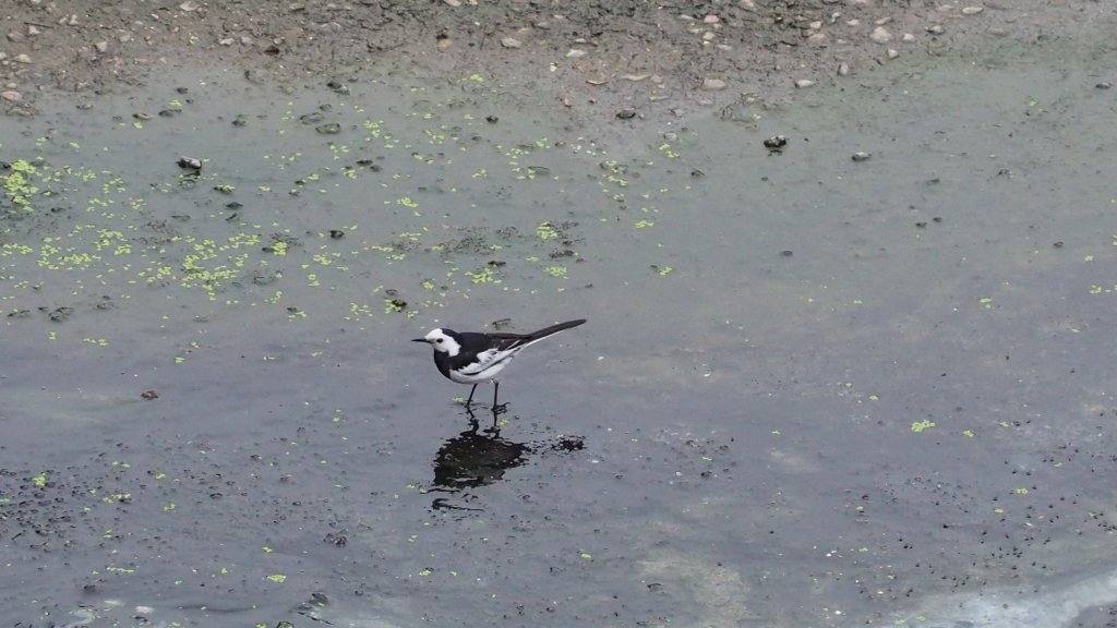 《南投》河岸賞鳥｜竹山下坪步道及自然教育園區O繞20230225_2042238