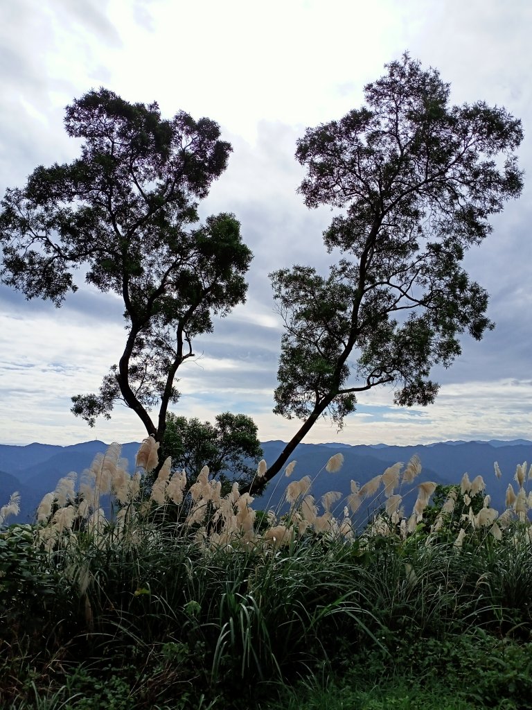 【小百岳集起來】土庫岳芒花飄逸、楓紅絢麗_1221965