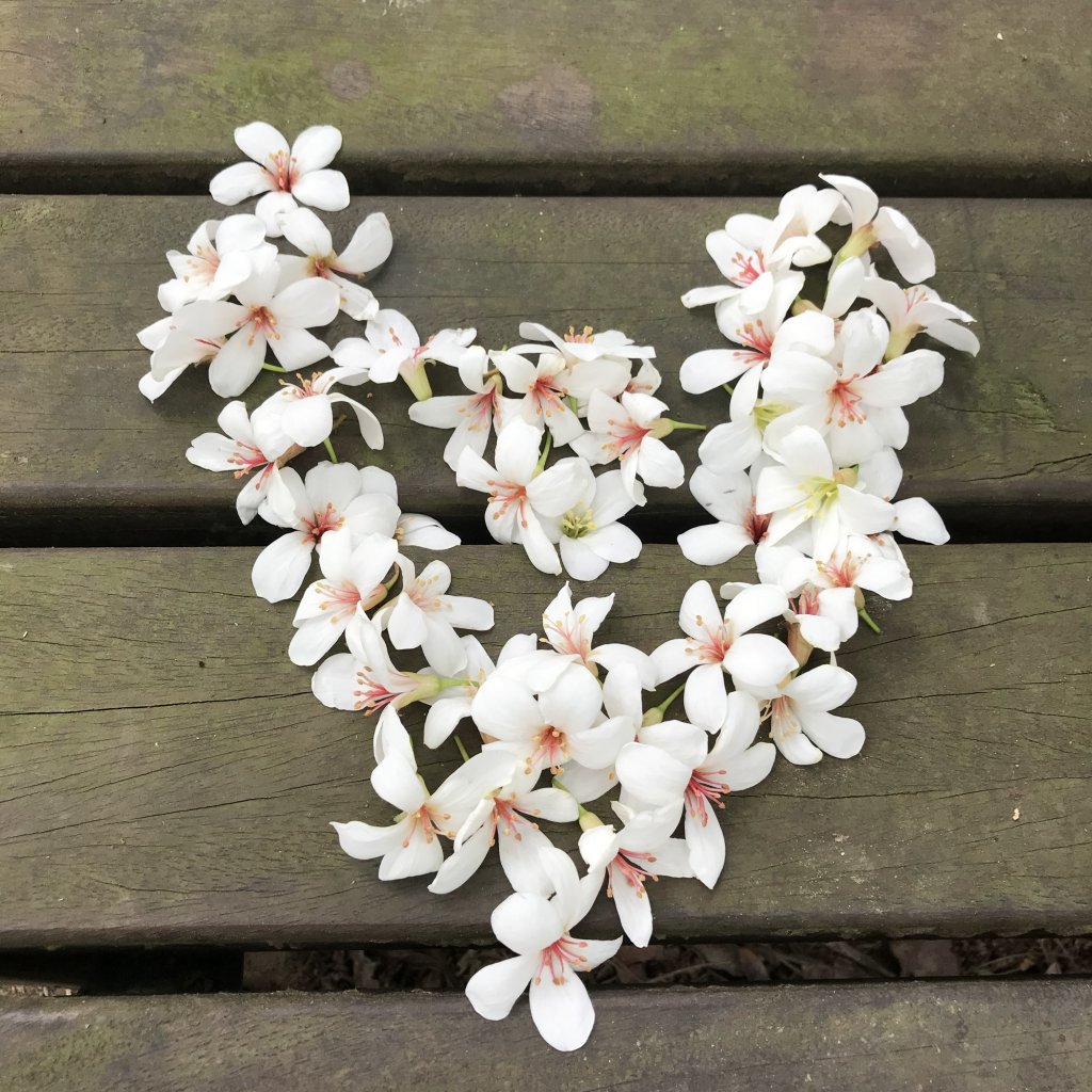 2020.04.11 內溝山老鷹尖賞桐_914865