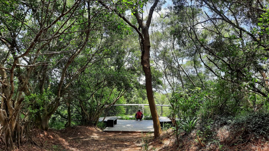 《台中》綠蔭夏蟬｜大肚環保公園登山步道O型20220626_1745197
